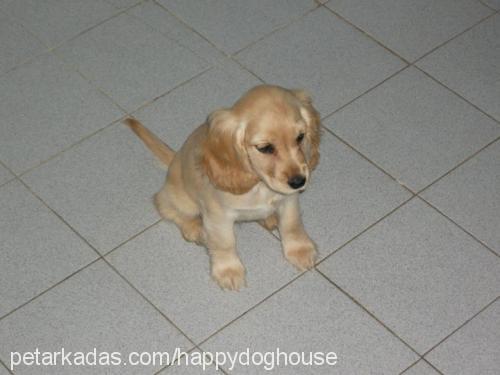 happy Dişi İngiliz Cocker Spaniel