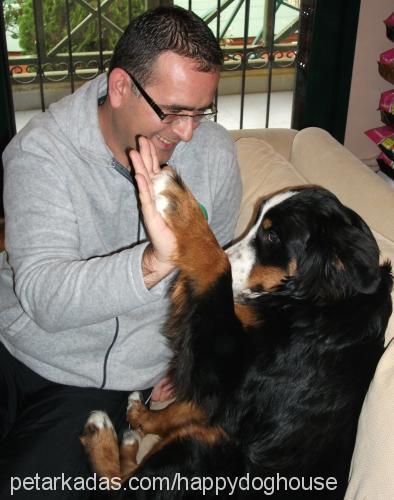 shİva Dişi Bernese Dağ Köpeği