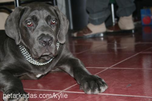 romulus Erkek Mastiff