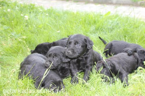 minikler Dişi Labrador Retriever