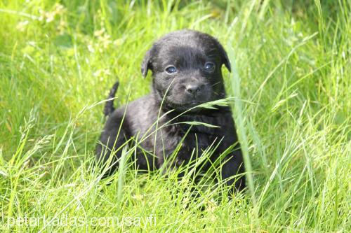 minikler Dişi Labrador Retriever