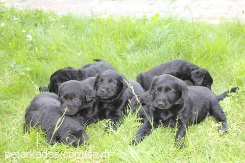 minikler Dişi Labrador Retriever