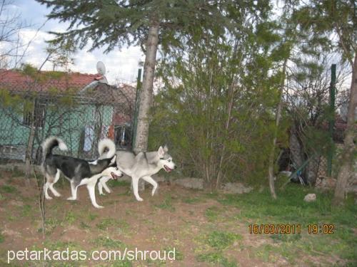 yağmur Dişi Sibirya Kurdu (Husky)