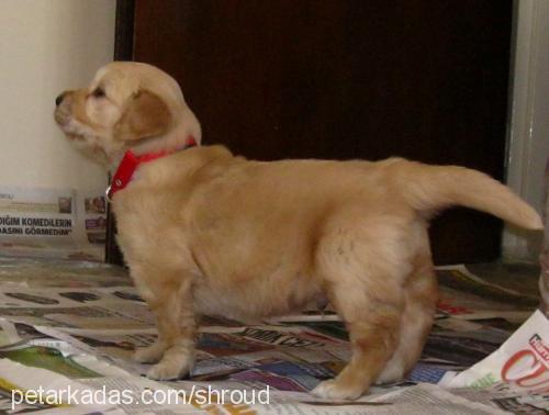 ateş Erkek Golden Retriever