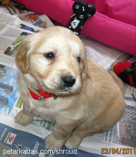 ateş Erkek Golden Retriever