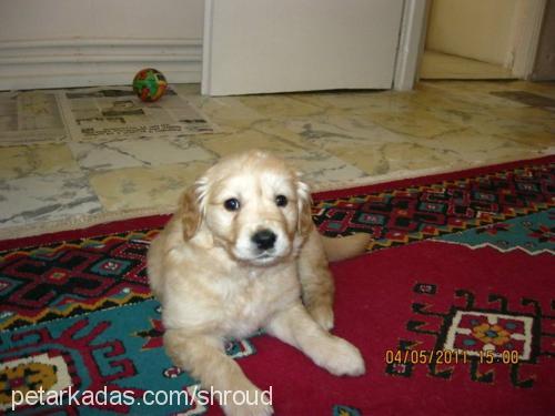 ateş Erkek Golden Retriever