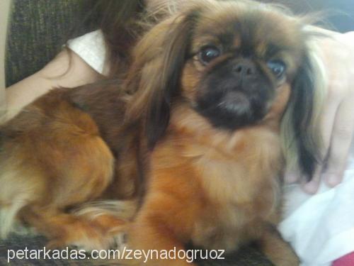 zeyna Dişi Pekingese