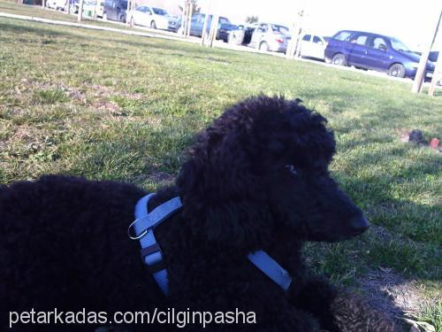 pasha Erkek Poodle (Minyatür Kaniş)