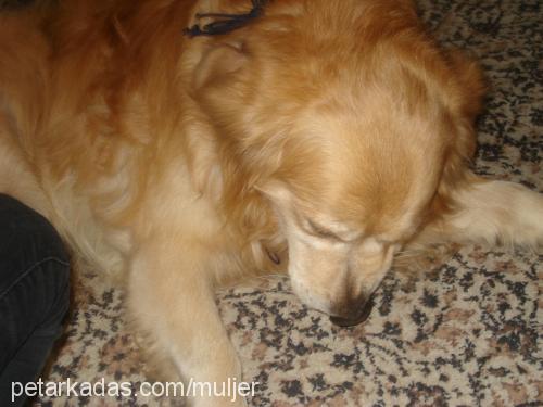 tomy Erkek Golden Retriever