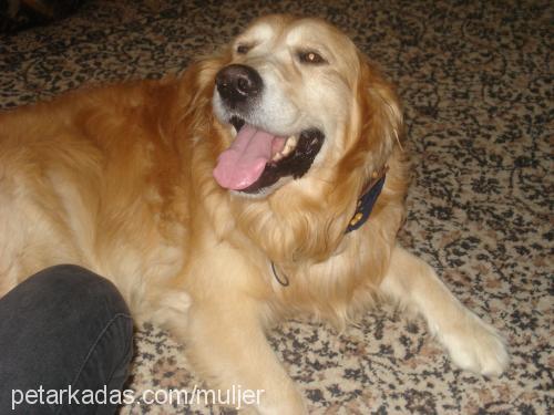 tomy Erkek Golden Retriever