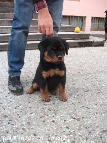 arya Dişi Rottweiler