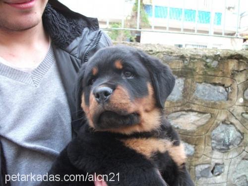 arya Dişi Rottweiler