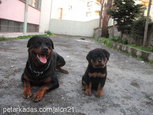 arya Dişi Rottweiler