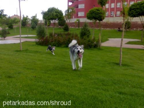 rüzgar Erkek Sibirya Kurdu (Husky)