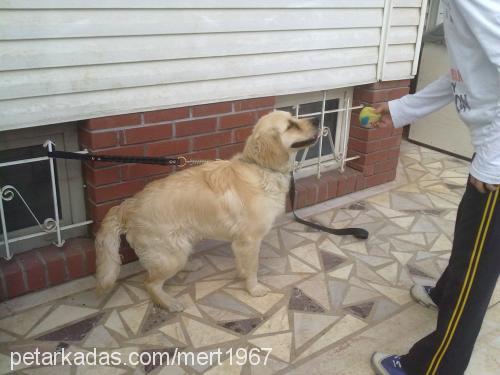 yakışıklı Erkek Golden Retriever