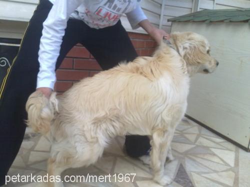 yakışıklı Erkek Golden Retriever