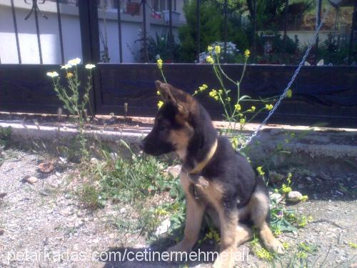 hera Dişi Alman Çoban Köpeği