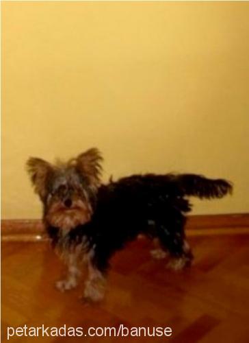 tarçın Erkek Yorkshire Terrier