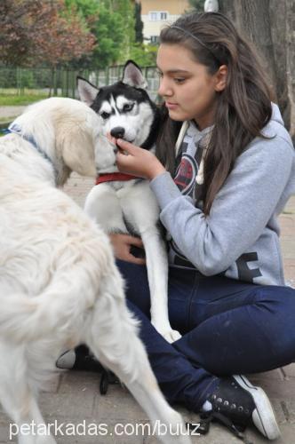 ateş Dişi Sibirya Kurdu (Husky)