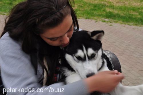 ateş Dişi Sibirya Kurdu (Husky)