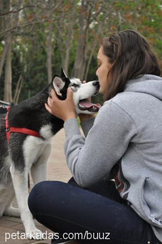 ateş Dişi Sibirya Kurdu (Husky)