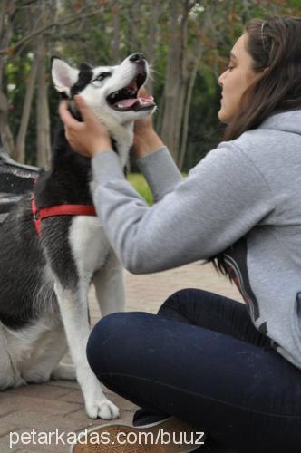 ateş Dişi Sibirya Kurdu (Husky)