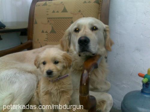 daisy Dişi Golden Retriever