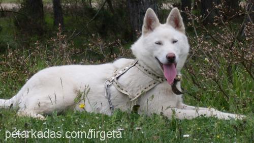 prenses Dişi Sibirya Kurdu (Husky)