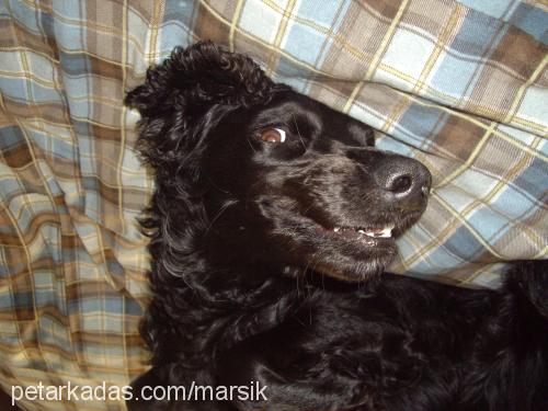 marsık Erkek İngiliz Cocker Spaniel