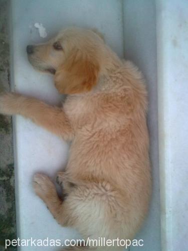 papyon Erkek Golden Retriever