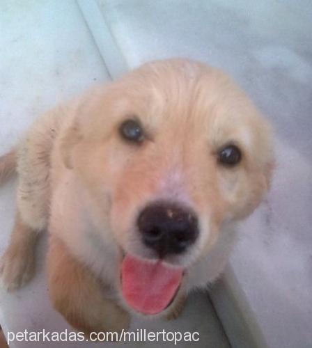 papyon Erkek Golden Retriever