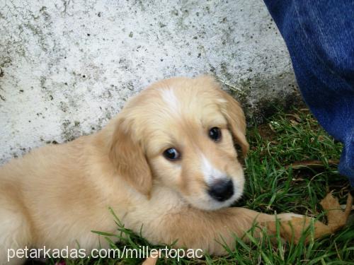 papyon Erkek Golden Retriever