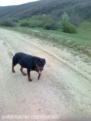 hera Dişi Rottweiler