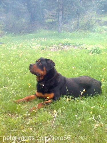 hera Dişi Rottweiler