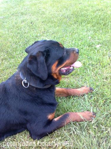 hera Dişi Rottweiler