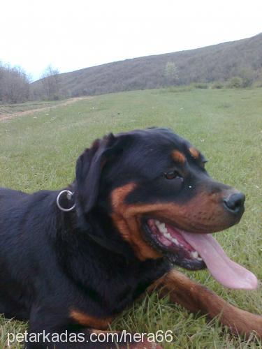 hera Dişi Rottweiler