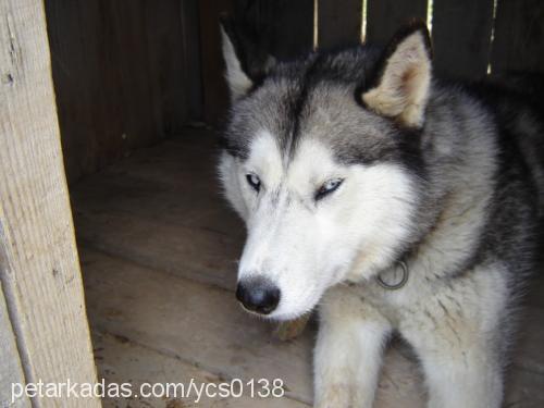 buz Dişi Sibirya Kurdu (Husky)