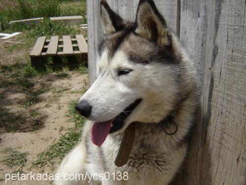 buz Dişi Sibirya Kurdu (Husky)