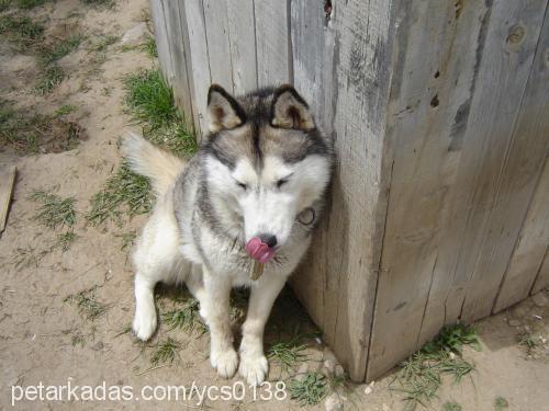 buz Dişi Sibirya Kurdu (Husky)