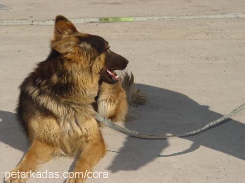 cora Dişi Belçika Tervuren