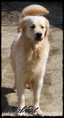 arthur Erkek Golden Retriever