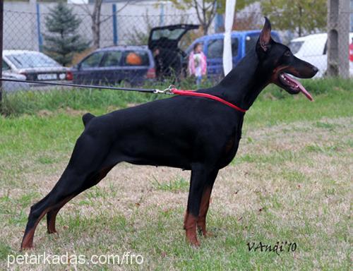 cassycrystal Dişi Doberman Pinscher