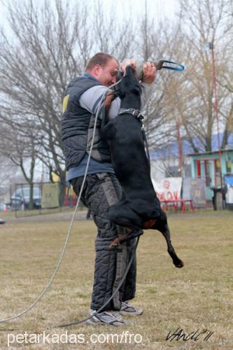 cassycrystal Dişi Doberman Pinscher