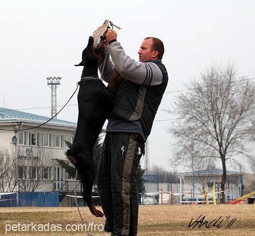 cassycrystal Dişi Doberman Pinscher