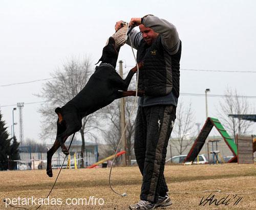 cassycrystal Dişi Doberman Pinscher