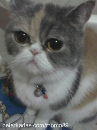 momo Dişi Exotic Shorthair