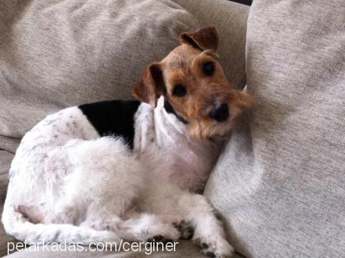 chica Dişi Fox Terrier (Wire)