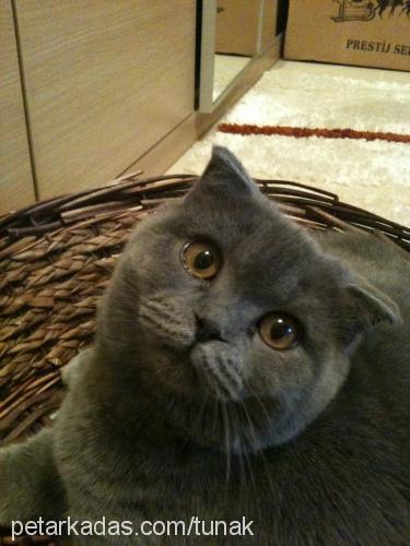 lucy Dişi Scottish Fold