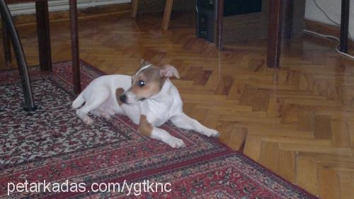 jeffrey Erkek Jack Russell Terrier