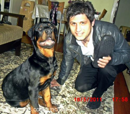 asİlll Erkek Rottweiler